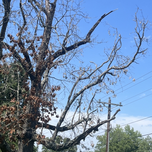 Dead tree near power lines