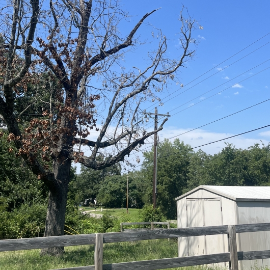 Dead tree near power lines